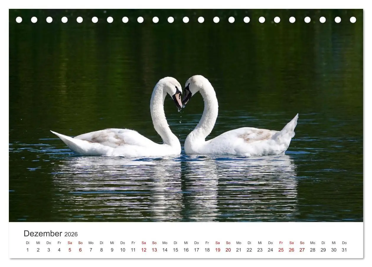 Bild: 9783457418567 | Schwäne - Prachtvolle Federkleider. (Tischkalender 2026 DIN A5...