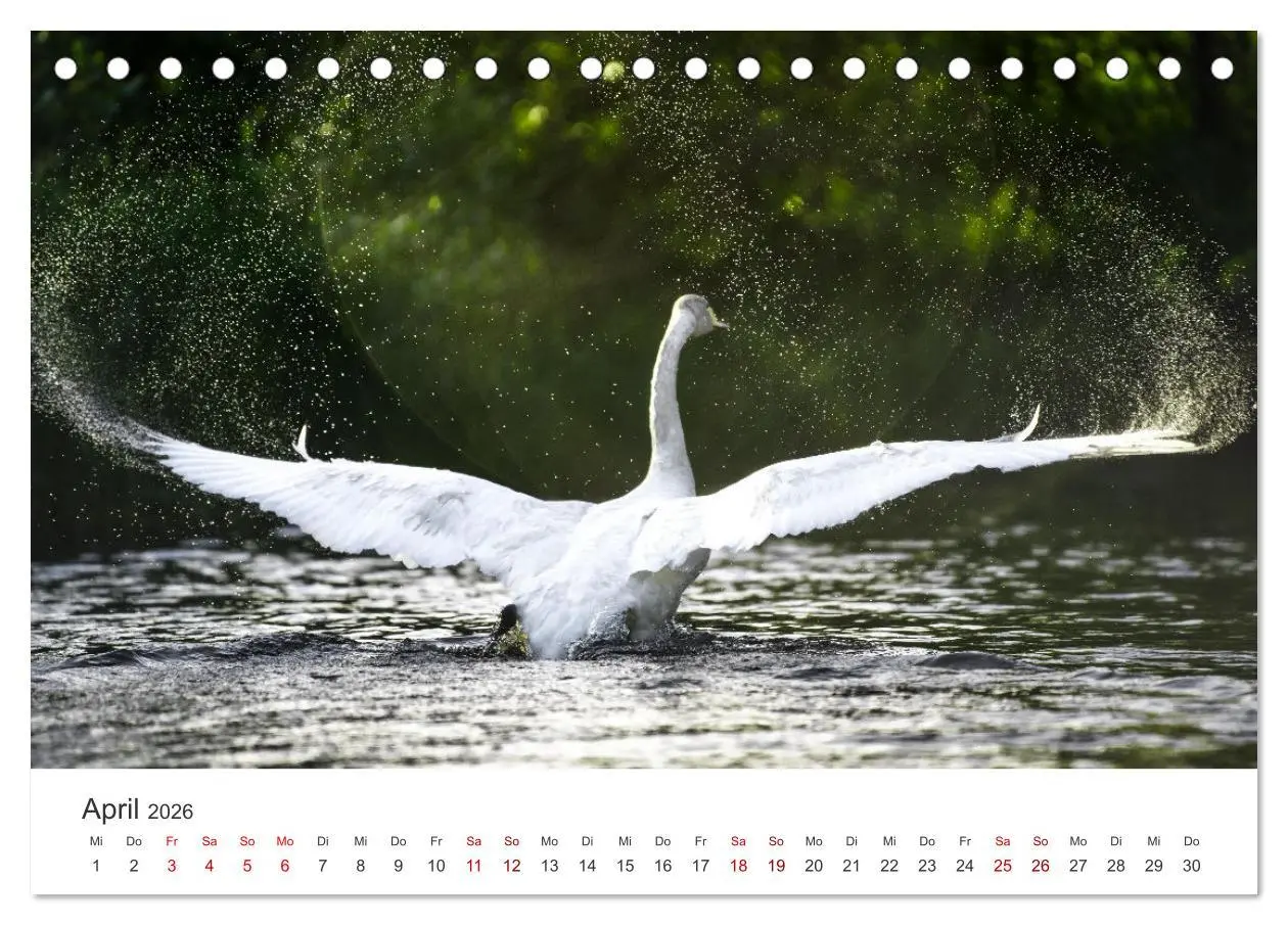 Bild: 9783457418567 | Schwäne - Prachtvolle Federkleider. (Tischkalender 2026 DIN A5...