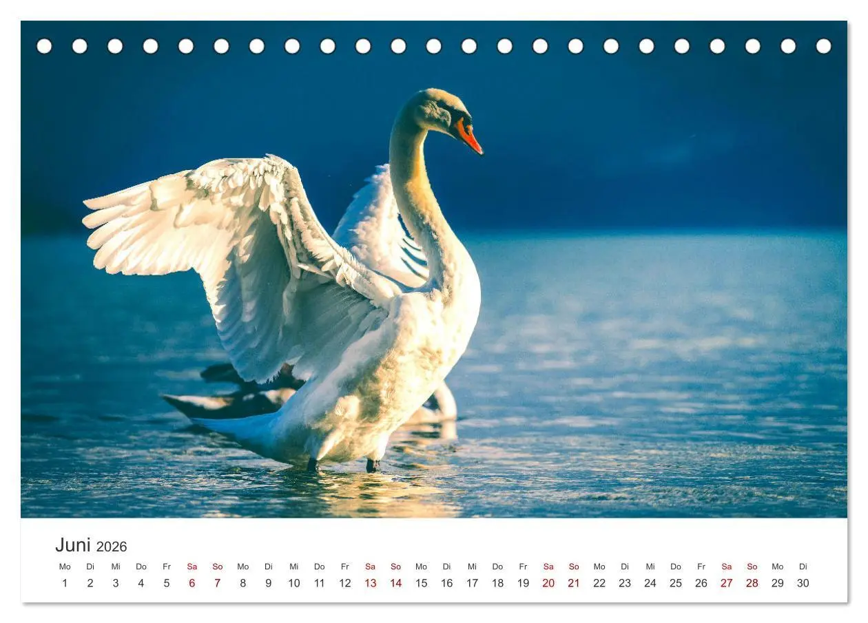 Bild: 9783457418567 | Schwäne - Prachtvolle Federkleider. (Tischkalender 2026 DIN A5...