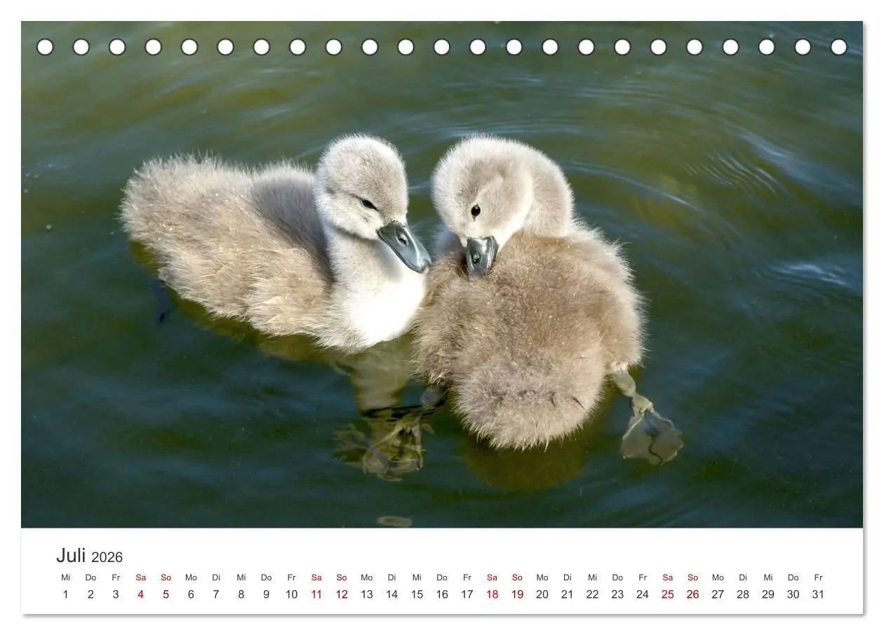 Bild: 9783457418567 | Schwäne - Prachtvolle Federkleider. (Tischkalender 2026 DIN A5...
