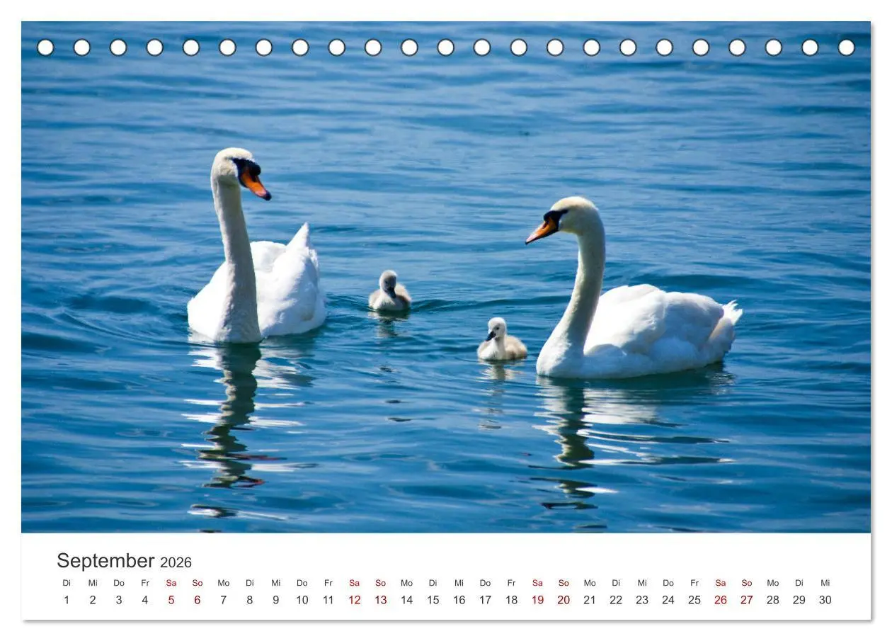 Bild: 9783457418567 | Schwäne - Prachtvolle Federkleider. (Tischkalender 2026 DIN A5...