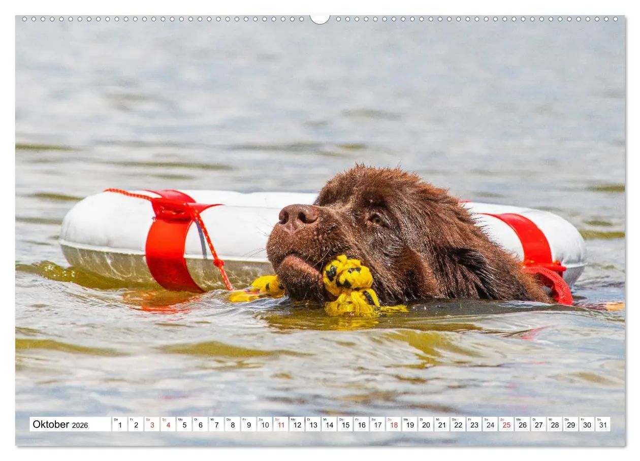 Bild: 9783457718667 | Neufundländer - Das Wasser ist ihr Element (hochwertiger Premium...