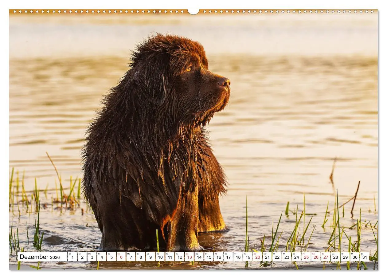 Bild: 9783457718667 | Neufundländer - Das Wasser ist ihr Element (hochwertiger Premium...