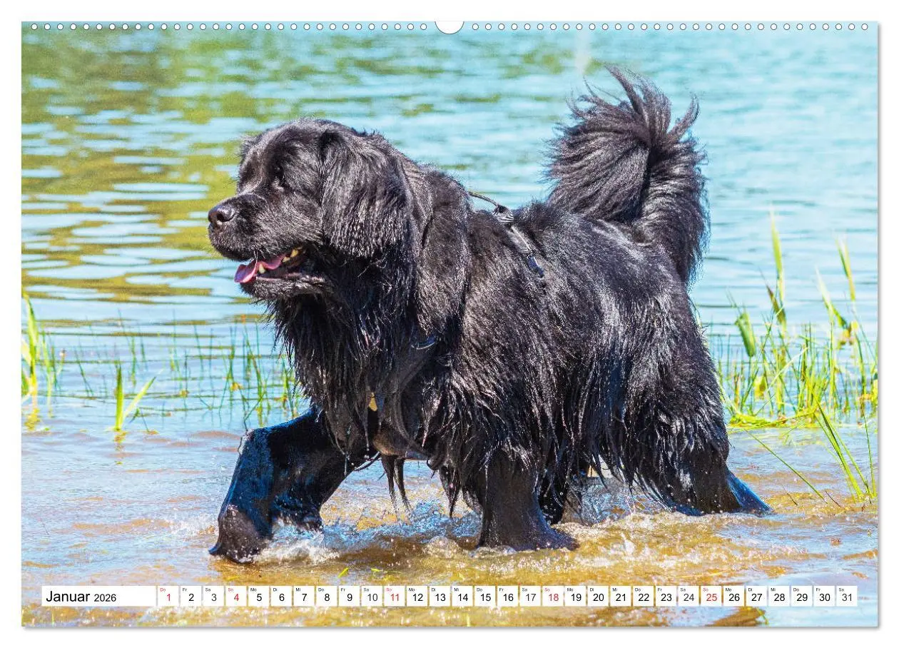 Bild: 9783457718667 | Neufundländer - Das Wasser ist ihr Element (hochwertiger Premium...