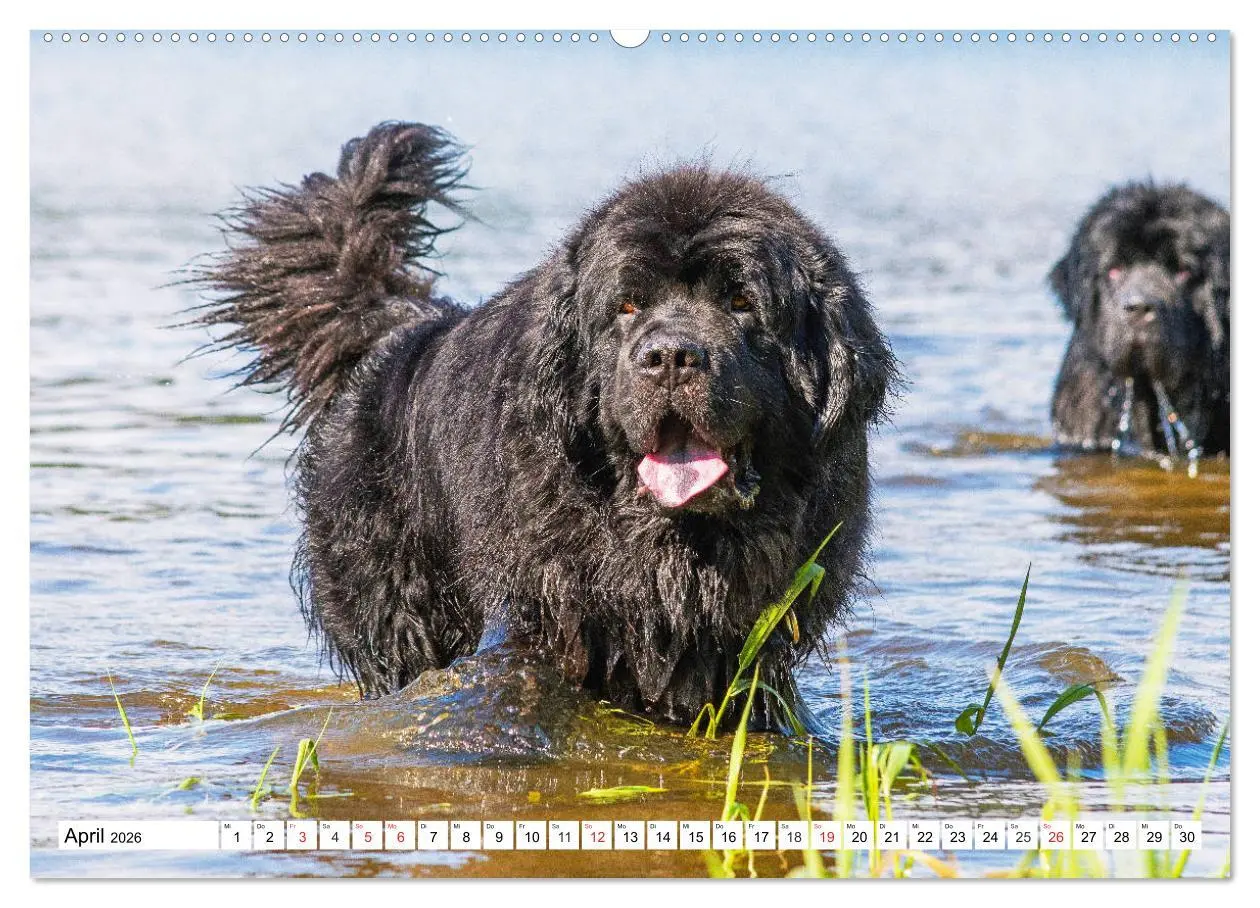 Bild: 9783457718667 | Neufundländer - Das Wasser ist ihr Element (hochwertiger Premium...