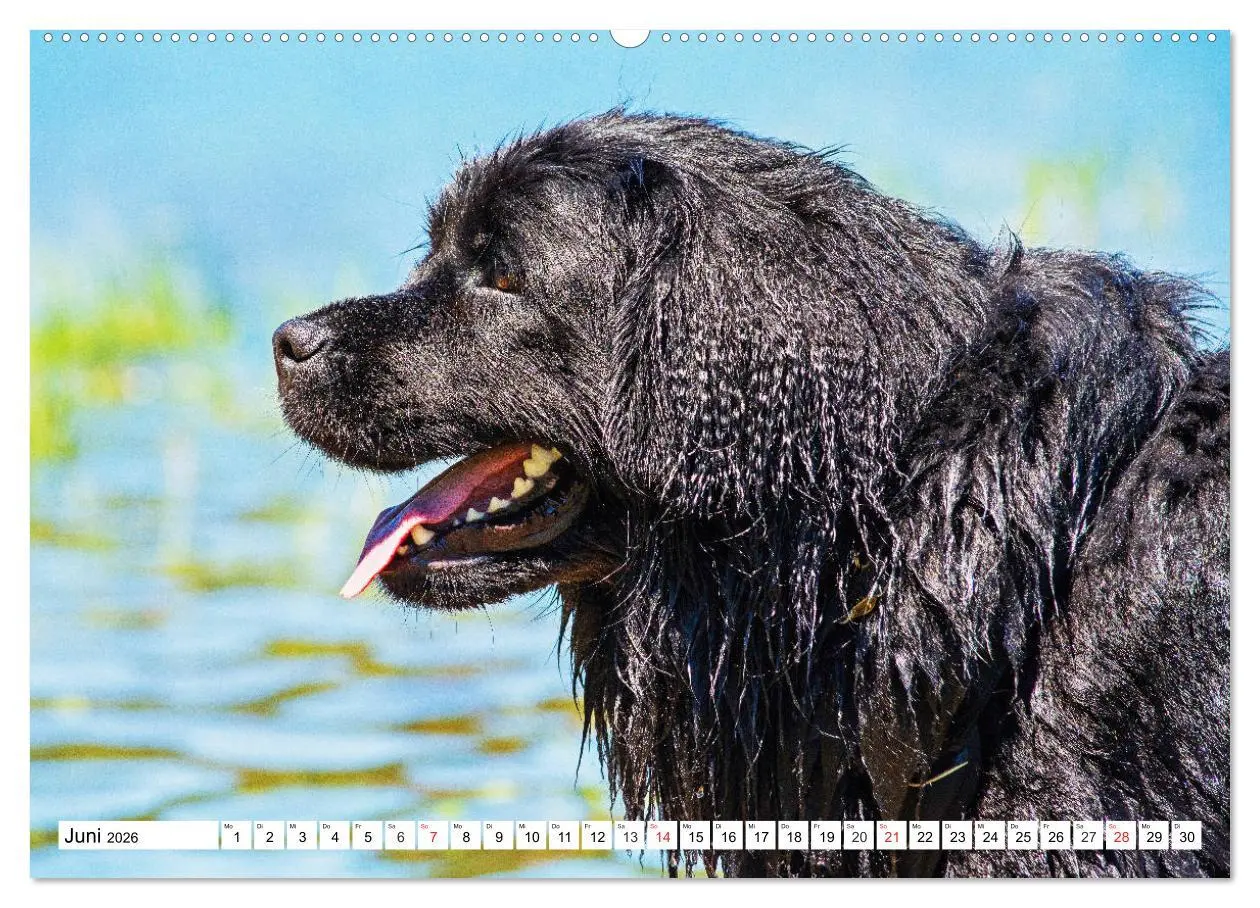 Bild: 9783457718667 | Neufundländer - Das Wasser ist ihr Element (hochwertiger Premium...
