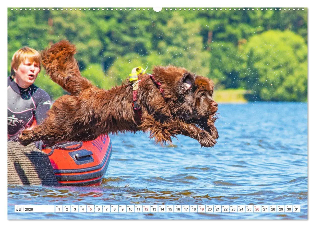 Bild: 9783457718667 | Neufundländer - Das Wasser ist ihr Element (hochwertiger Premium...