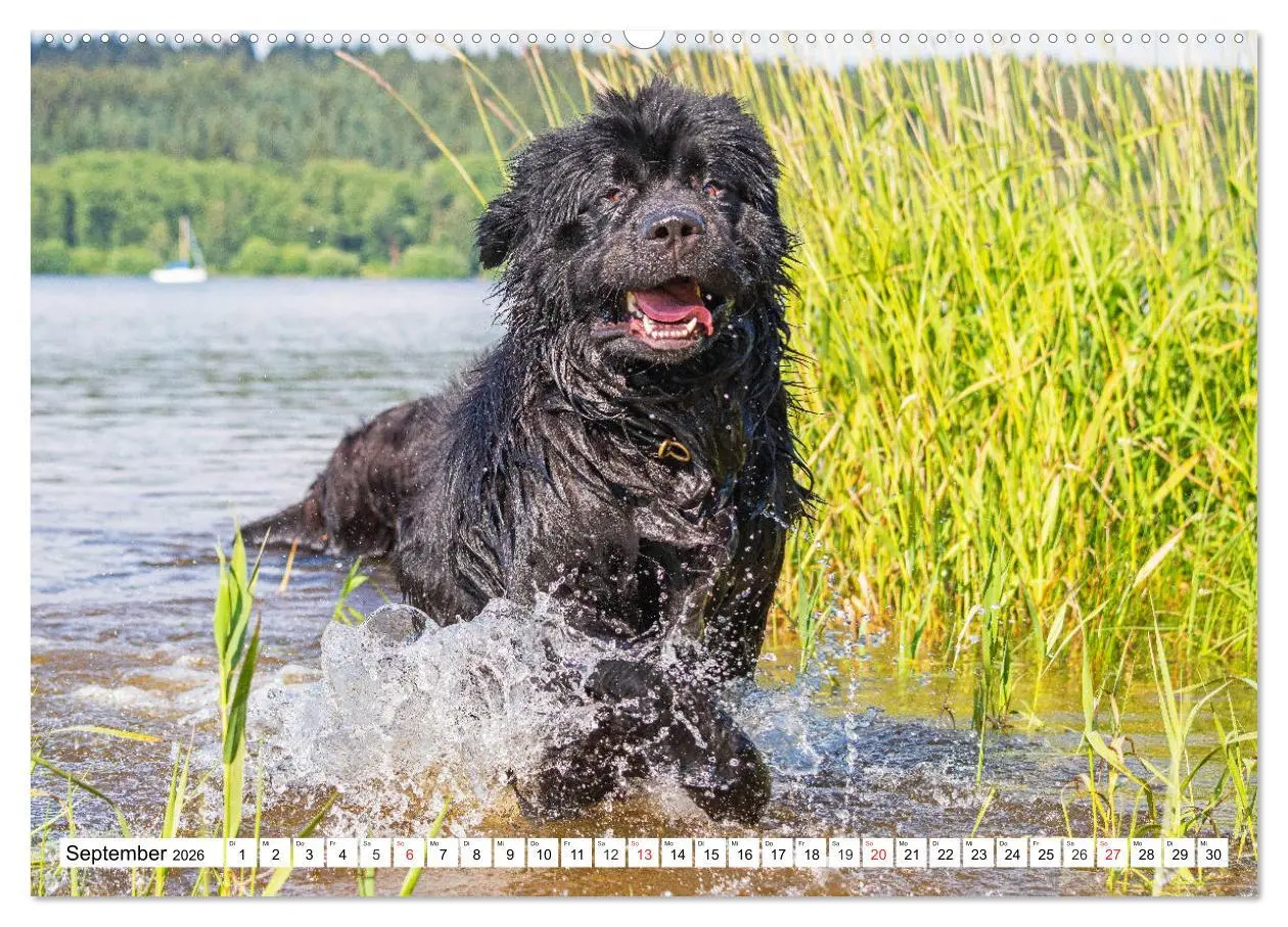Bild: 9783457718667 | Neufundländer - Das Wasser ist ihr Element (hochwertiger Premium...