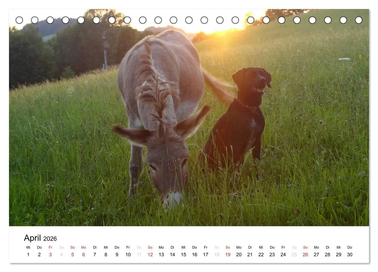Bild: 9783516118667 | Bauernhoftiere (Tischkalender 2026 DIN A5 quer), CALVENDO...
