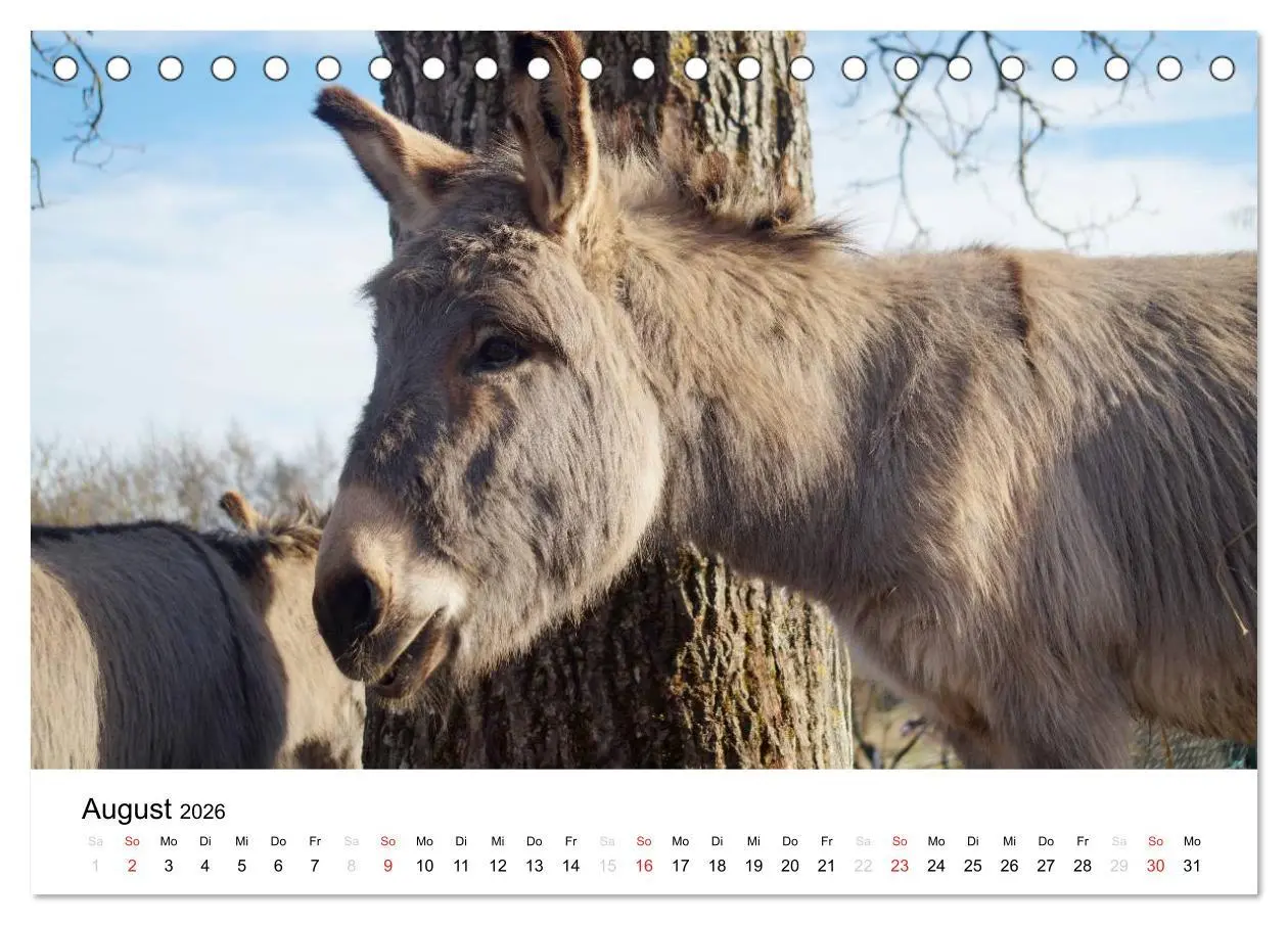 Bild: 9783516118667 | Bauernhoftiere (Tischkalender 2026 DIN A5 quer), CALVENDO...