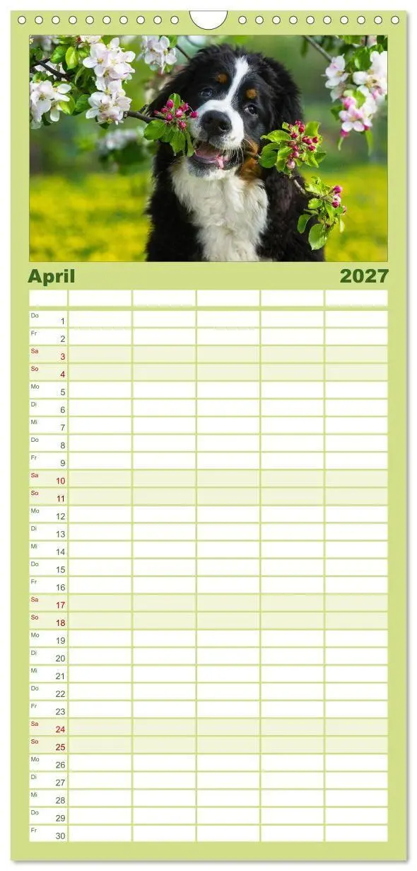 Bild: 9783594338667 | Familienplaner 2027 - Treuer Freund Berner Sennenhund mit 5 Spalten...