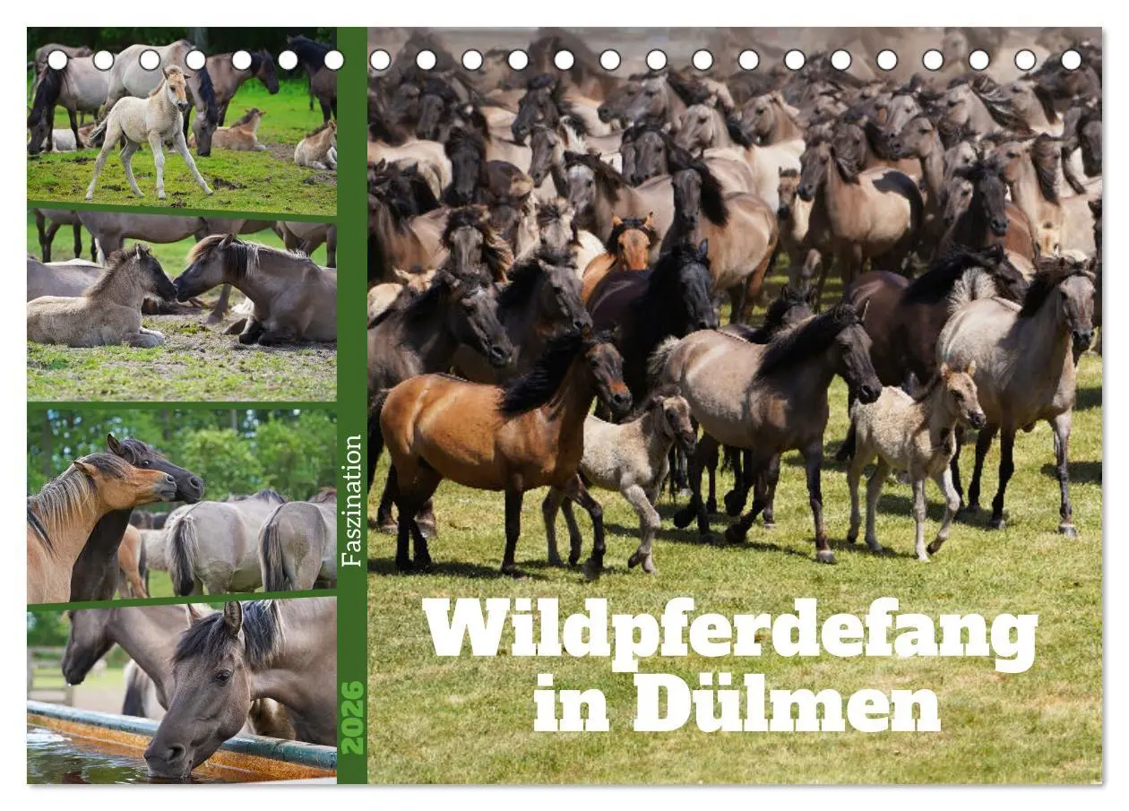 Cover: 9783457568767 | Faszination Wildpferdefang in Dülmen (Tischkalender 2026 DIN A5...