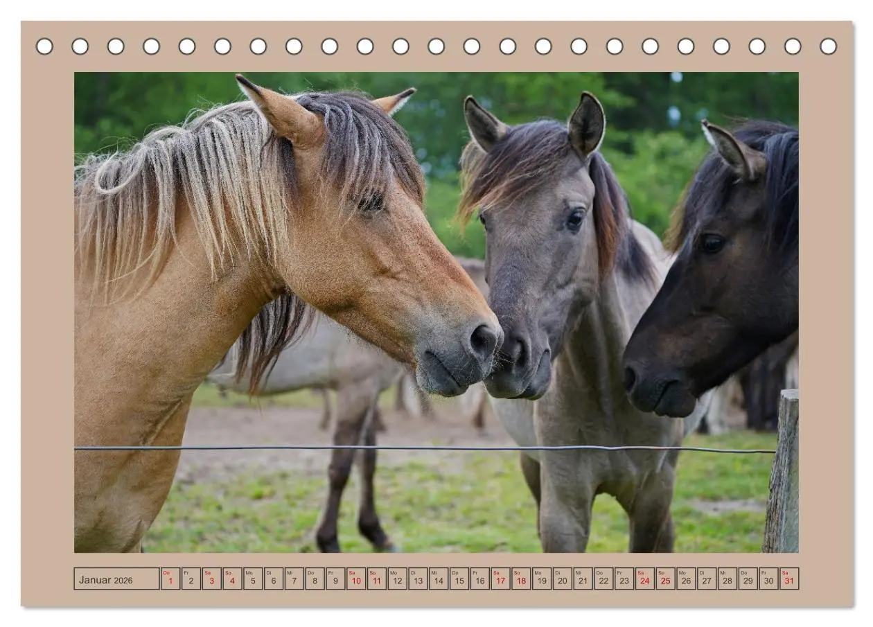 Bild: 9783457568767 | Faszination Wildpferdefang in Dülmen (Tischkalender 2026 DIN A5...