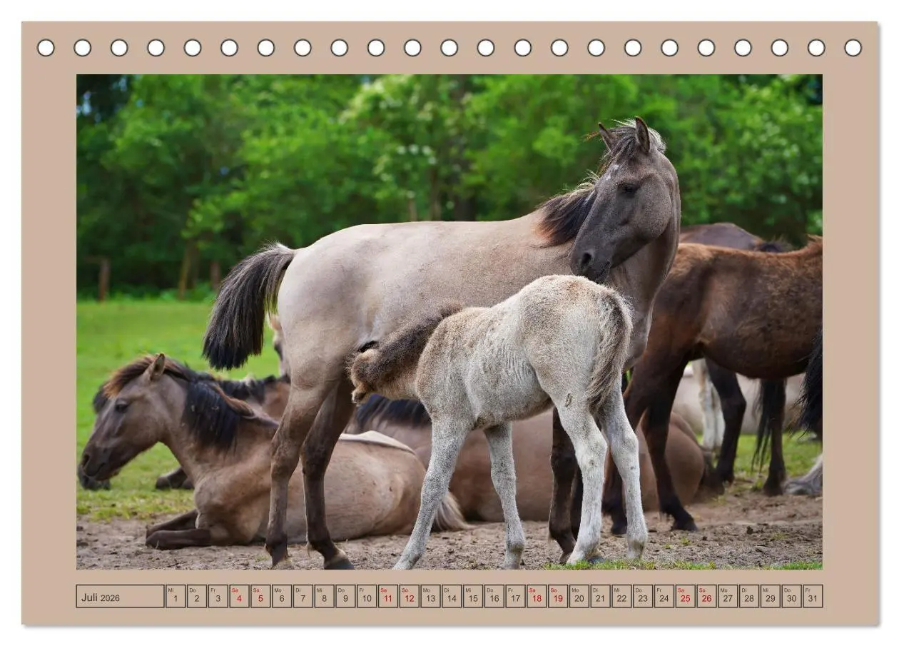 Bild: 9783457568767 | Faszination Wildpferdefang in Dülmen (Tischkalender 2026 DIN A5...