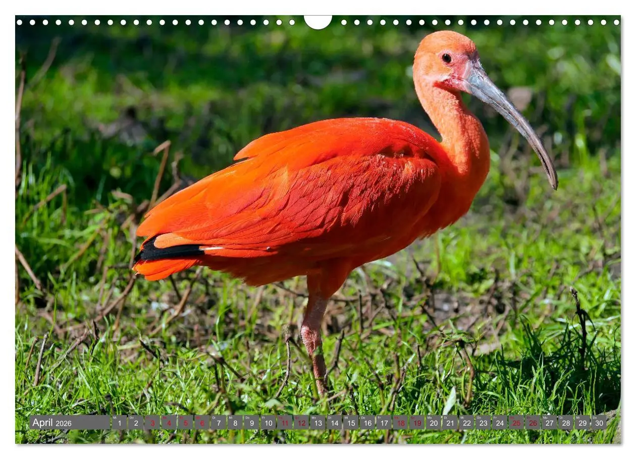 Bild: 9783457938867 | Weltvogelpark Walsrode - Die Vielfalt der Vogelarten (Wandkalender...