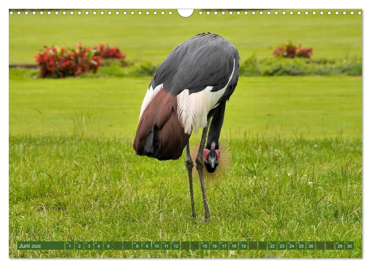 Bild: 9783457938867 | Weltvogelpark Walsrode - Die Vielfalt der Vogelarten (Wandkalender...