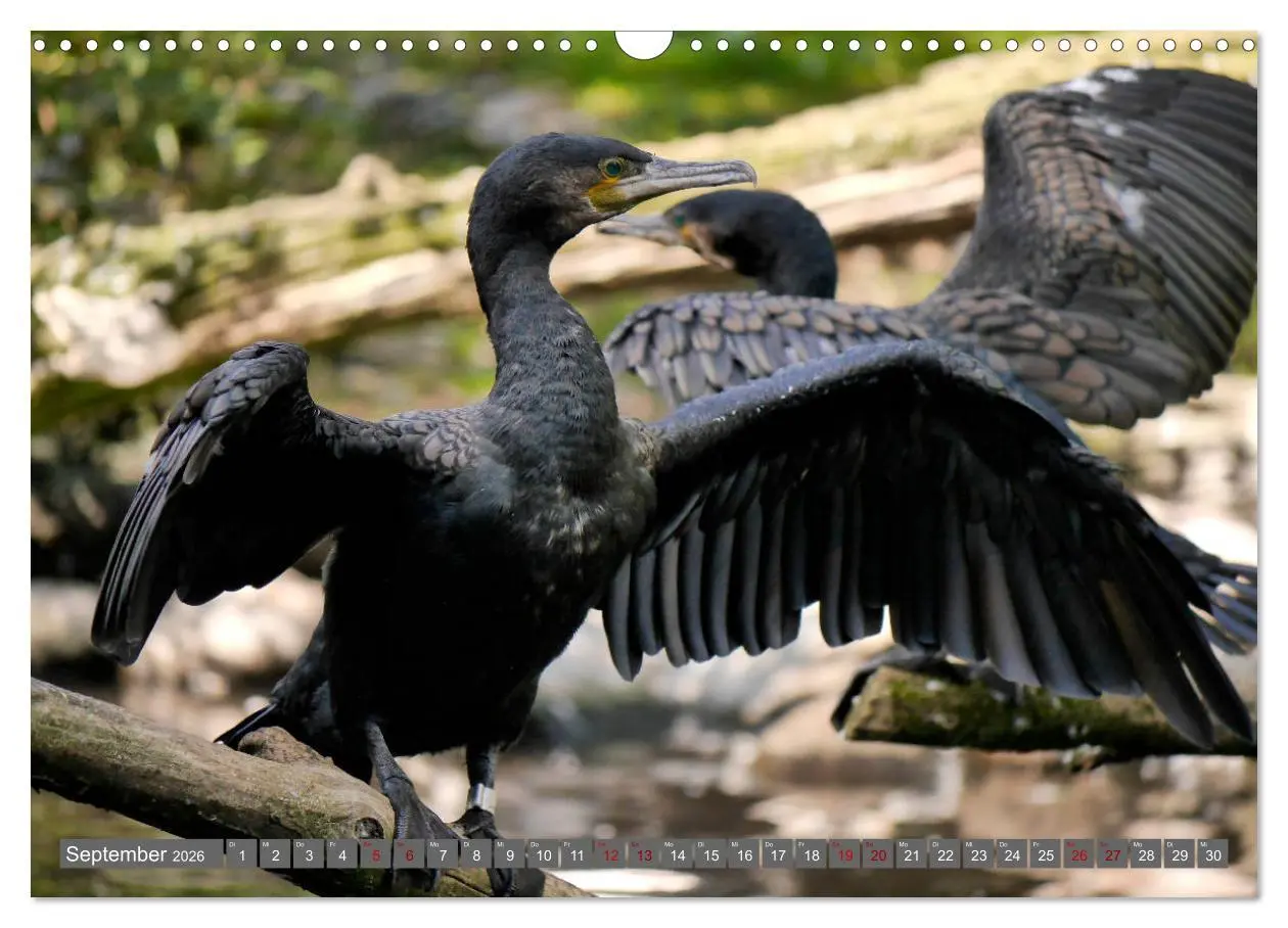 Bild: 9783457938867 | Weltvogelpark Walsrode - Die Vielfalt der Vogelarten (Wandkalender...