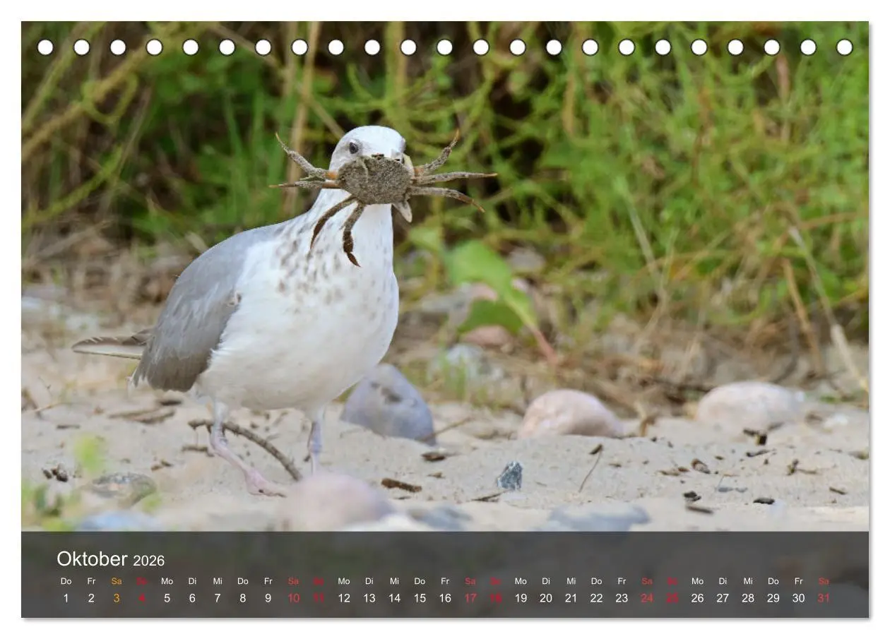 Bild: 9783457548967 | Strand und Küste - Möwen (Tischkalender 2026 DIN A5 quer), CALVENDO...