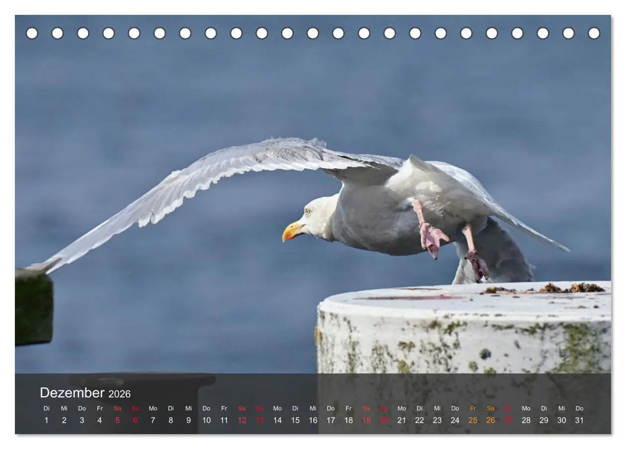 Bild: 9783457548967 | Strand und Küste - Möwen (Tischkalender 2026 DIN A5 quer), CALVENDO...