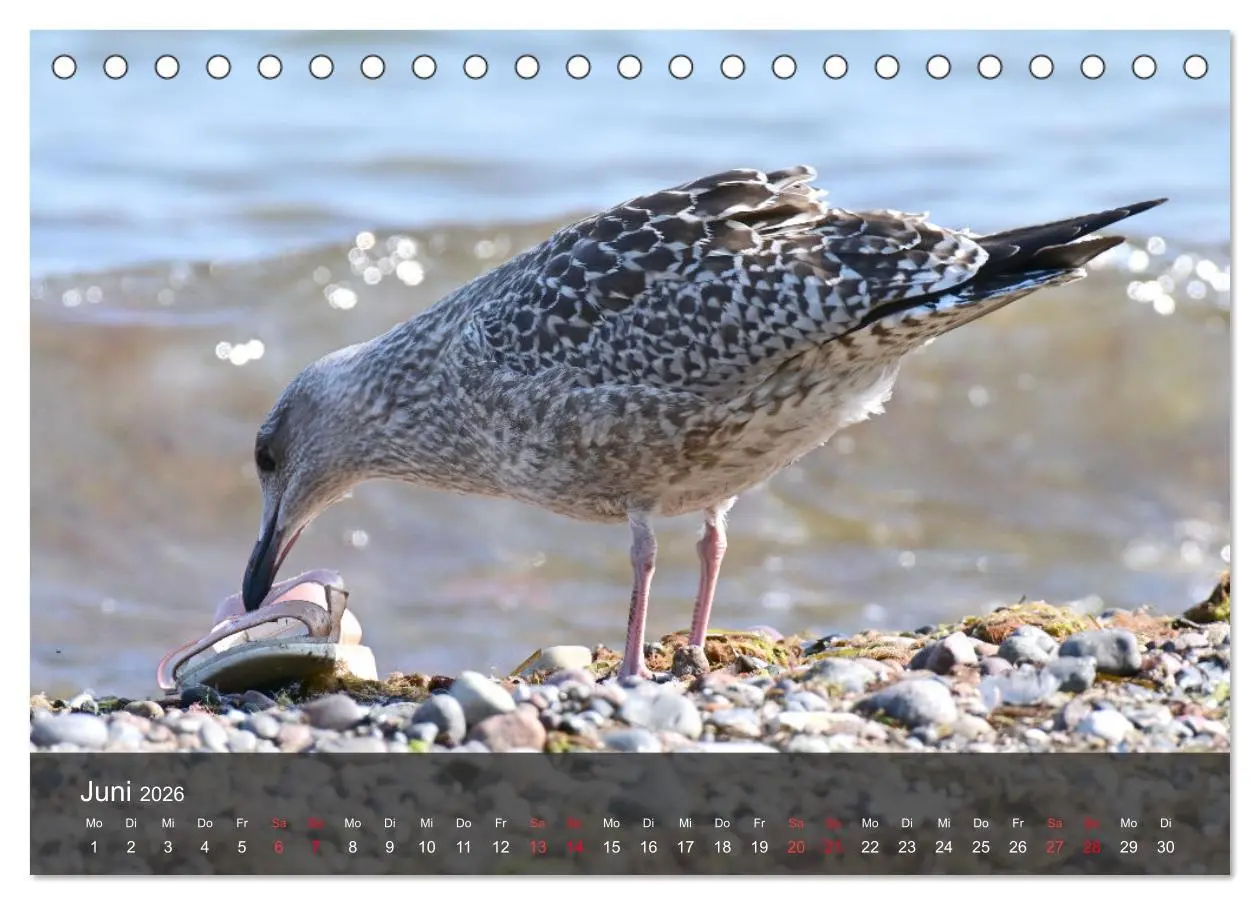 Bild: 9783457548967 | Strand und Küste - Möwen (Tischkalender 2026 DIN A5 quer), CALVENDO...