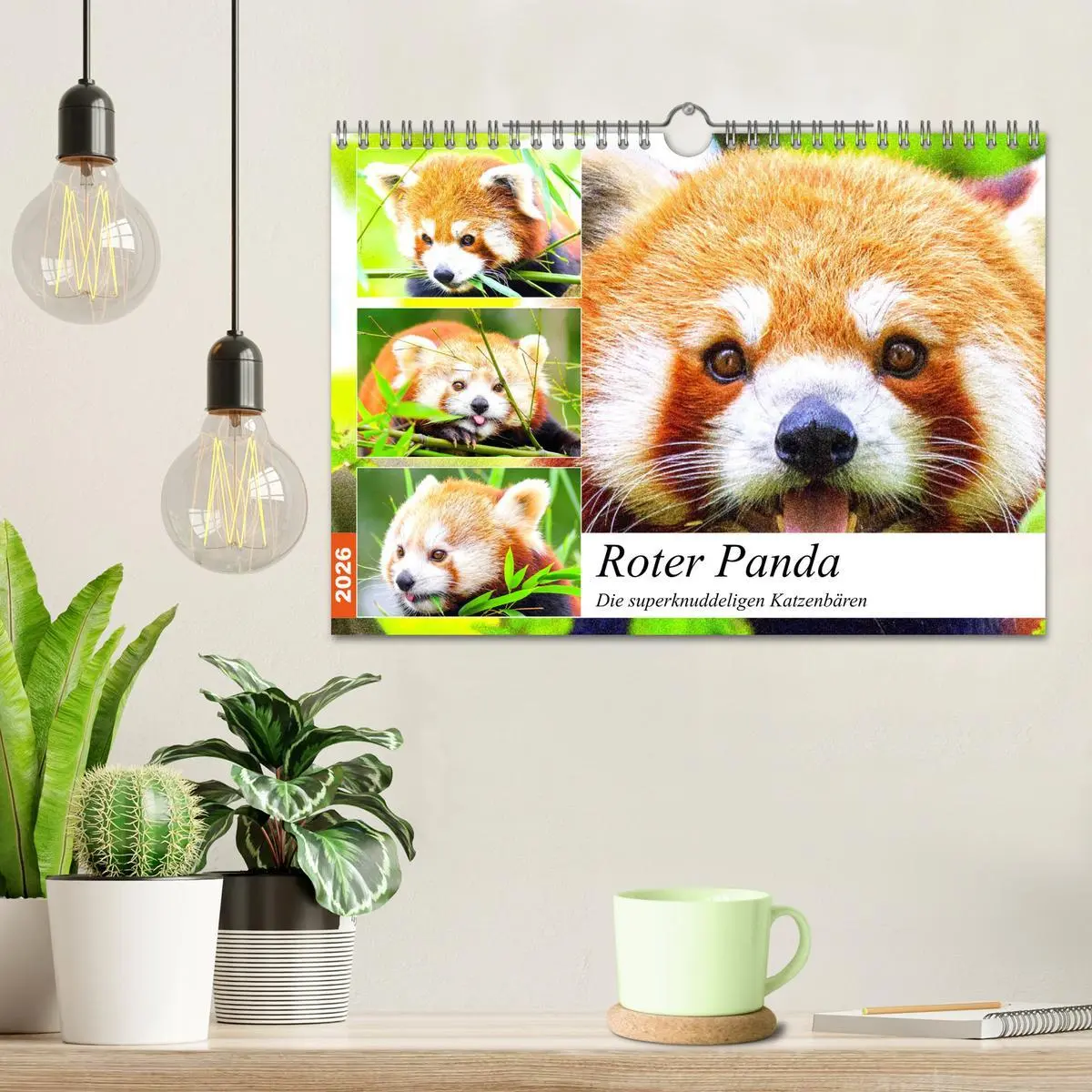 Bild: 9783457749067 | Roter Panda. Die superknuddeligen Katzenbären (Wandkalender 2026...