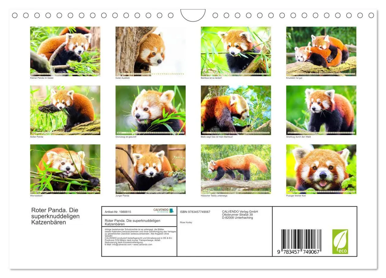 Bild: 9783457749067 | Roter Panda. Die superknuddeligen Katzenbären (Wandkalender 2026...