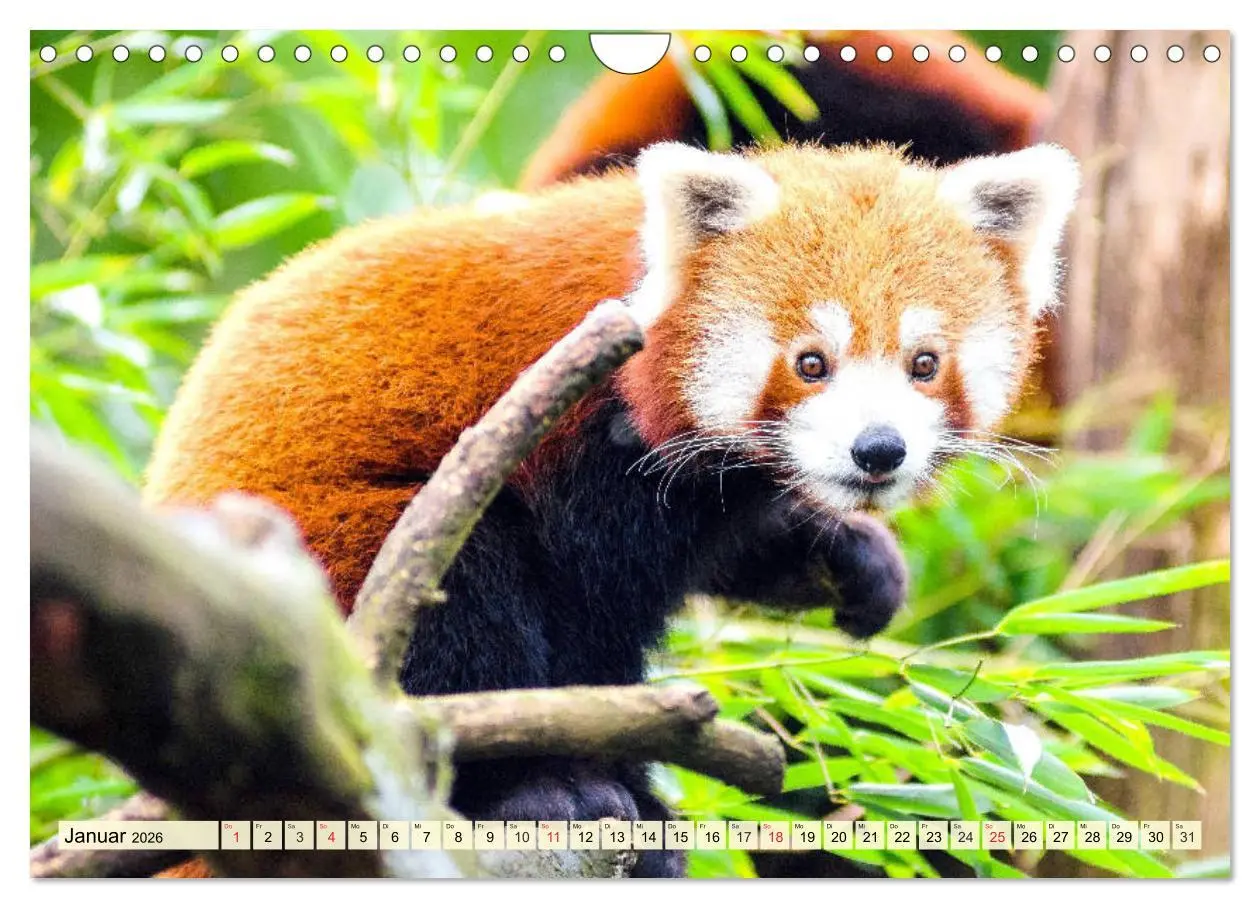 Bild: 9783457749067 | Roter Panda. Die superknuddeligen Katzenbären (Wandkalender 2026...