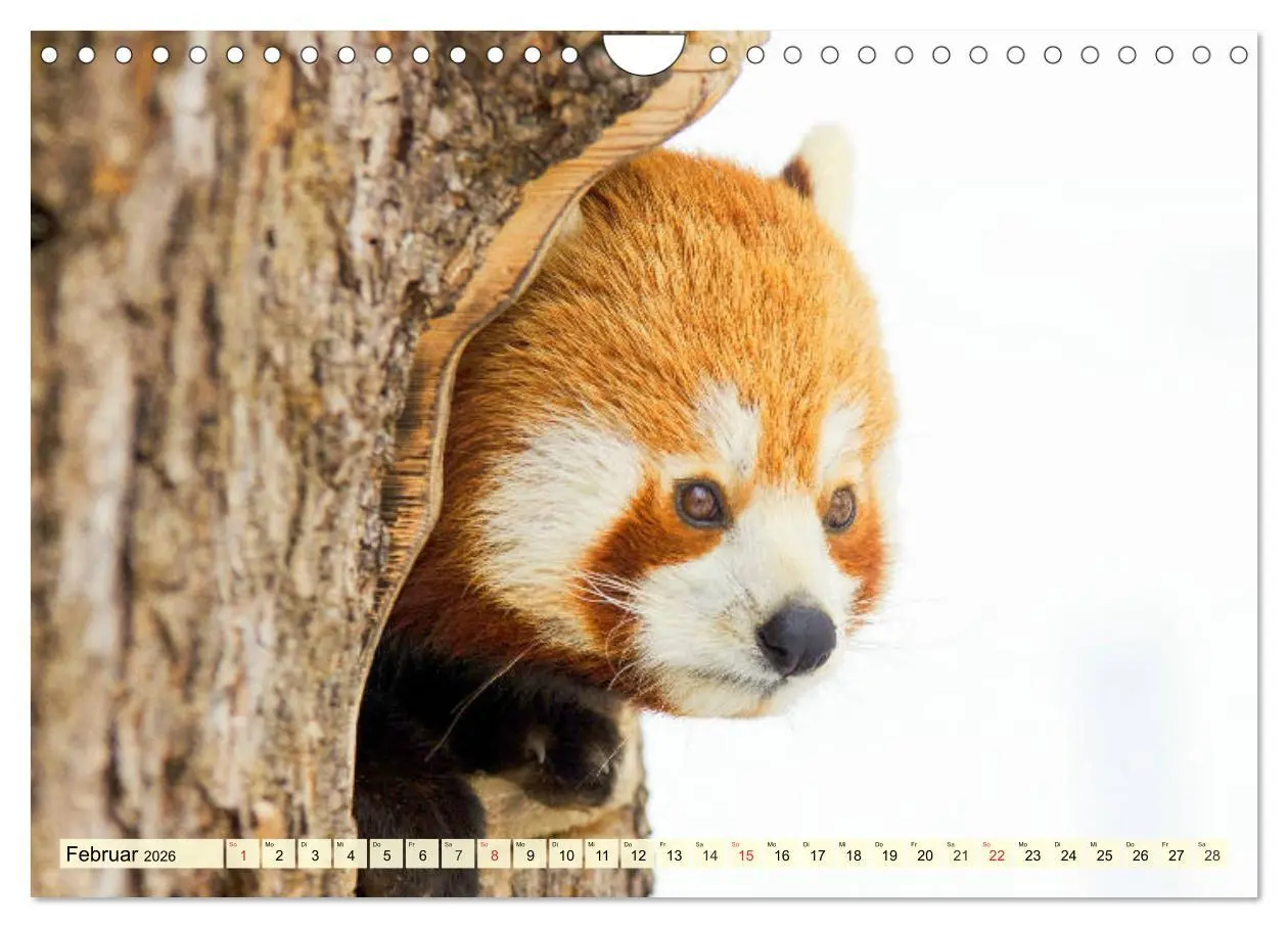 Bild: 9783457749067 | Roter Panda. Die superknuddeligen Katzenbären (Wandkalender 2026...