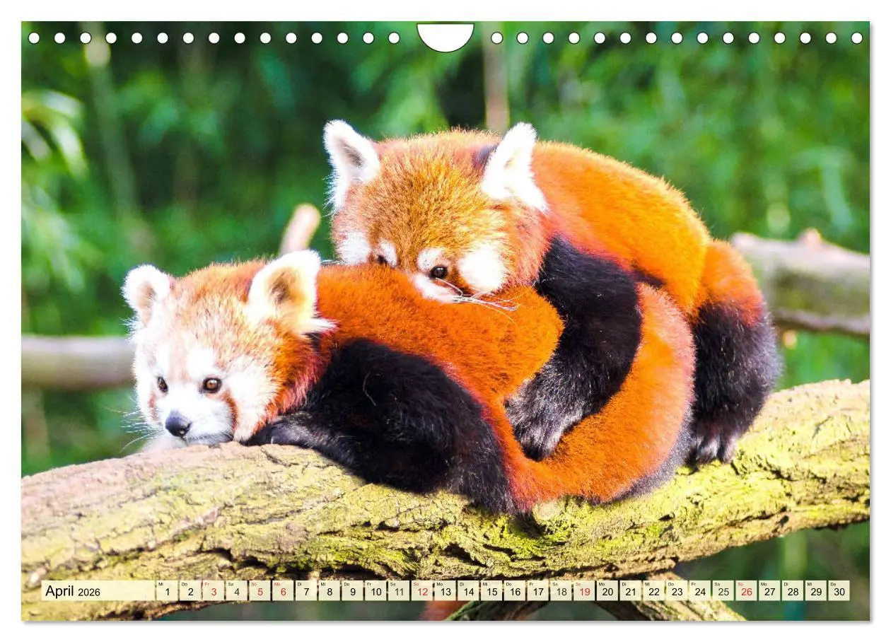 Bild: 9783457749067 | Roter Panda. Die superknuddeligen Katzenbären (Wandkalender 2026...