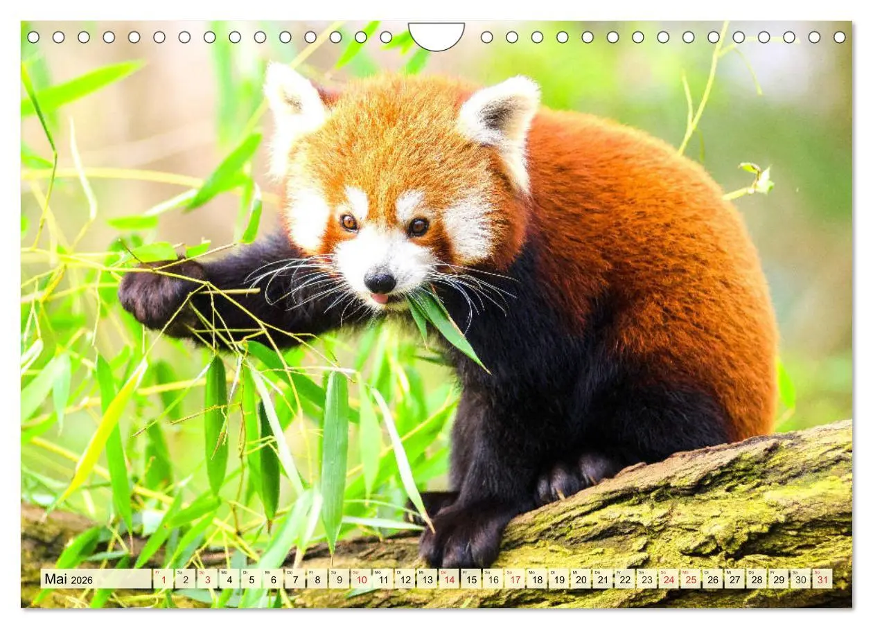 Bild: 9783457749067 | Roter Panda. Die superknuddeligen Katzenbären (Wandkalender 2026...