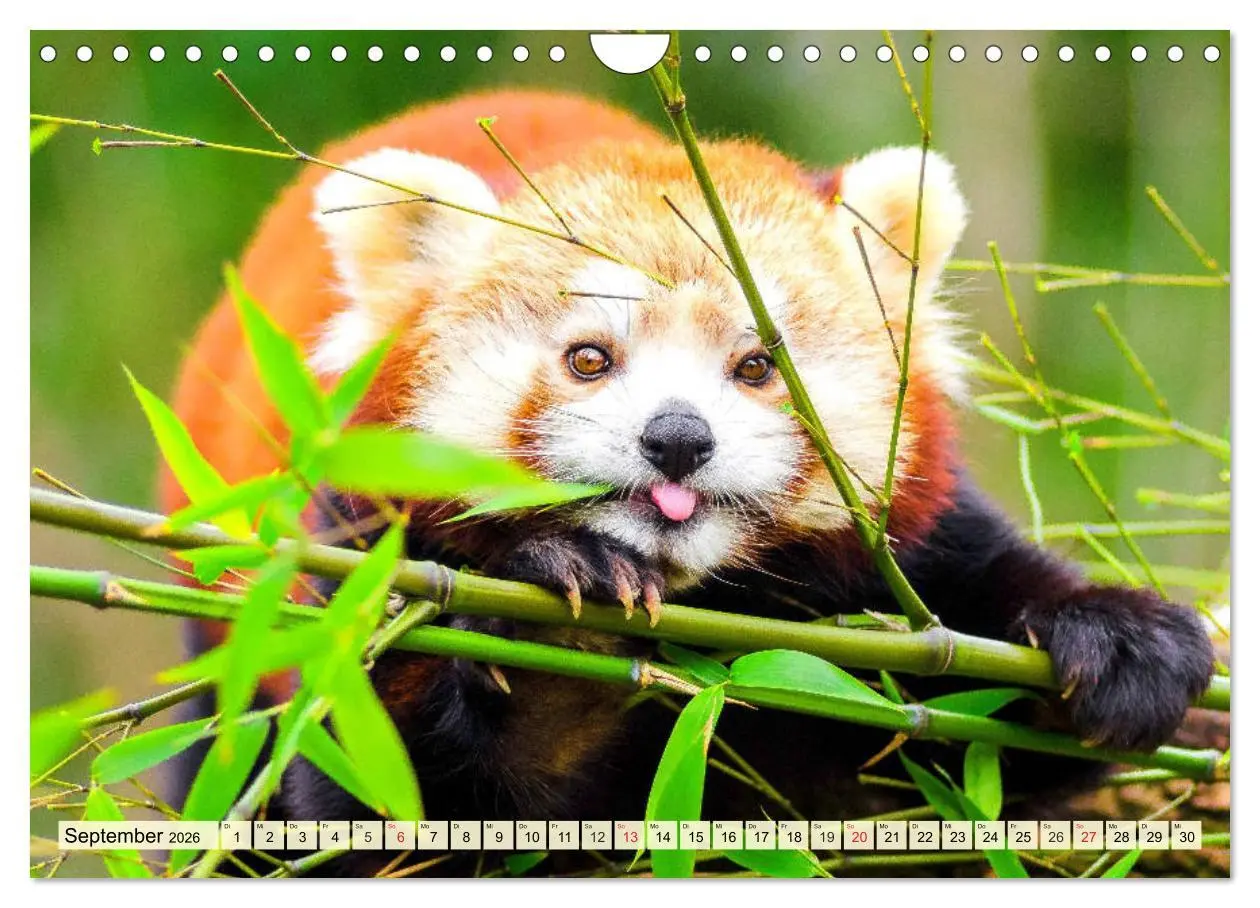 Bild: 9783457749067 | Roter Panda. Die superknuddeligen Katzenbären (Wandkalender 2026...