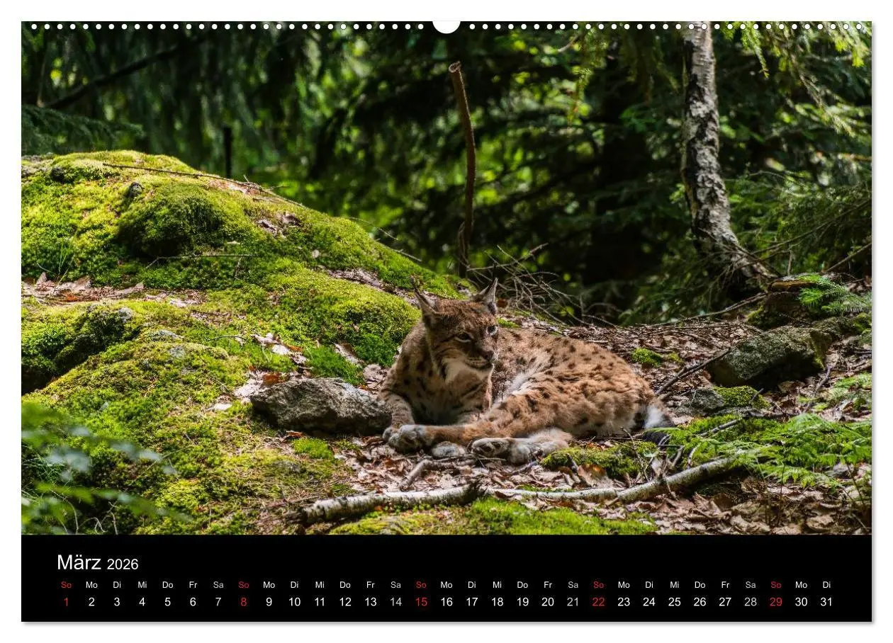 Bild: 9783516149067 | Bayerischer Wald (hochwertiger Premium Wandkalender 2026 DIN A2...