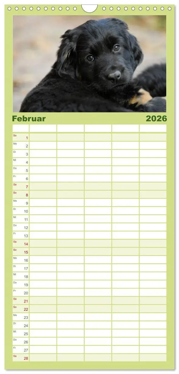 Bild: 9783516519167 | Familienplaner 2026 - Welpen 2026 mit 5 Spalten (Wandkalender, 21 x...