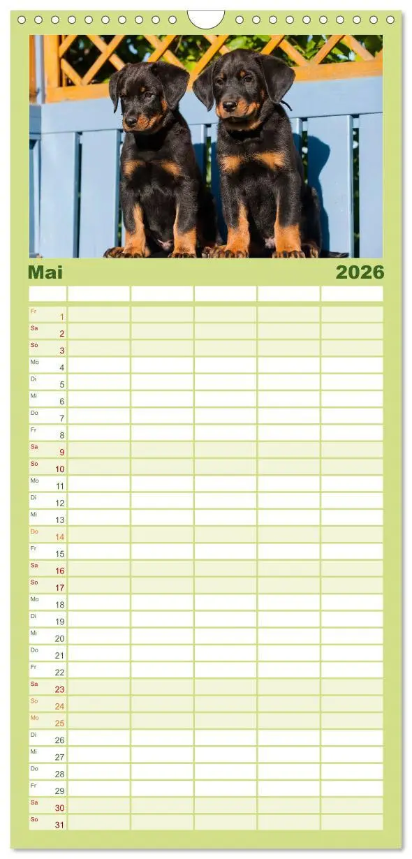 Bild: 9783516519167 | Familienplaner 2026 - Welpen 2026 mit 5 Spalten (Wandkalender, 21 x...