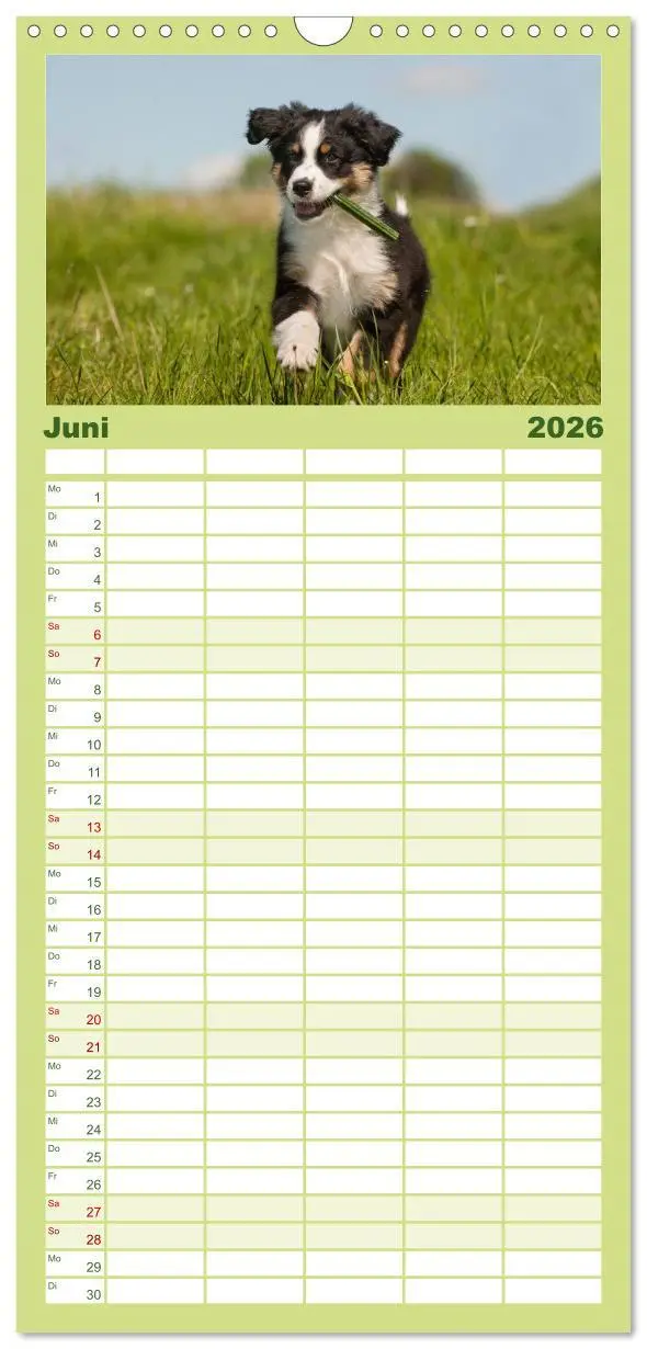 Bild: 9783516519167 | Familienplaner 2026 - Welpen 2026 mit 5 Spalten (Wandkalender, 21 x...