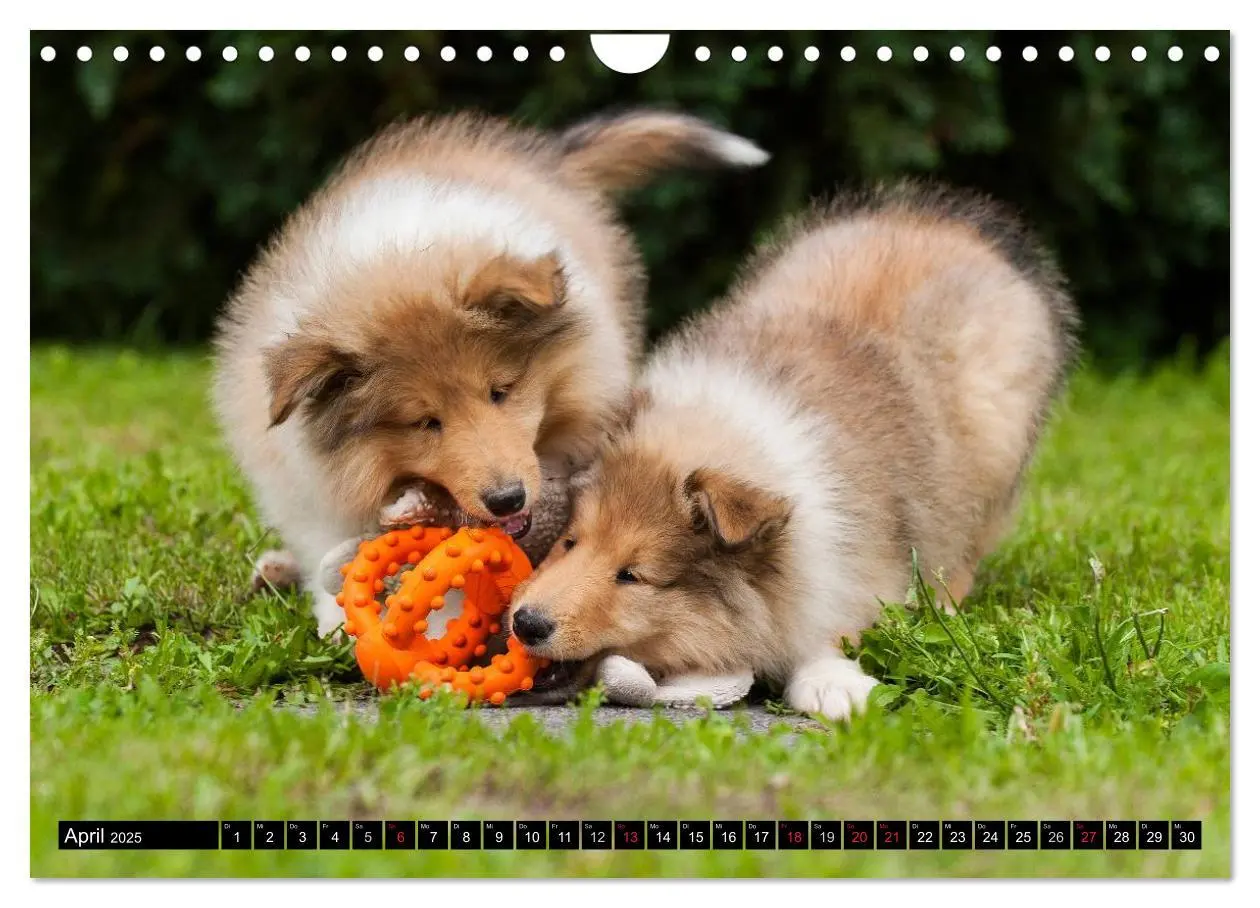 Bild: 9783435569267 | Collie - Mein bester Freund (Wandkalender 2025 DIN A4 quer),...