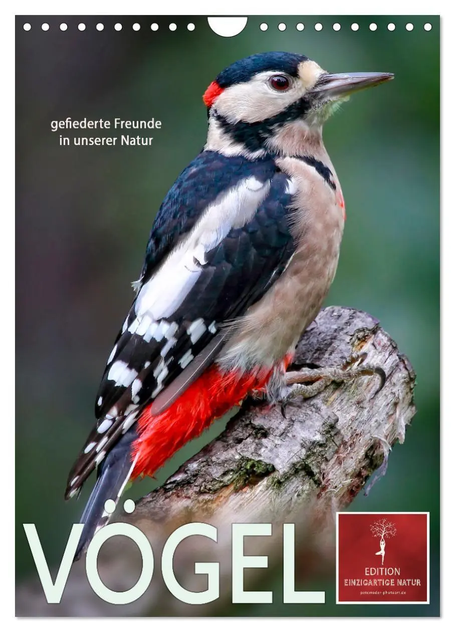 Cover: 9783516369267 | Vögel - gefiederte Freunde in unserer Natur (Wandkalender 2026 DIN...