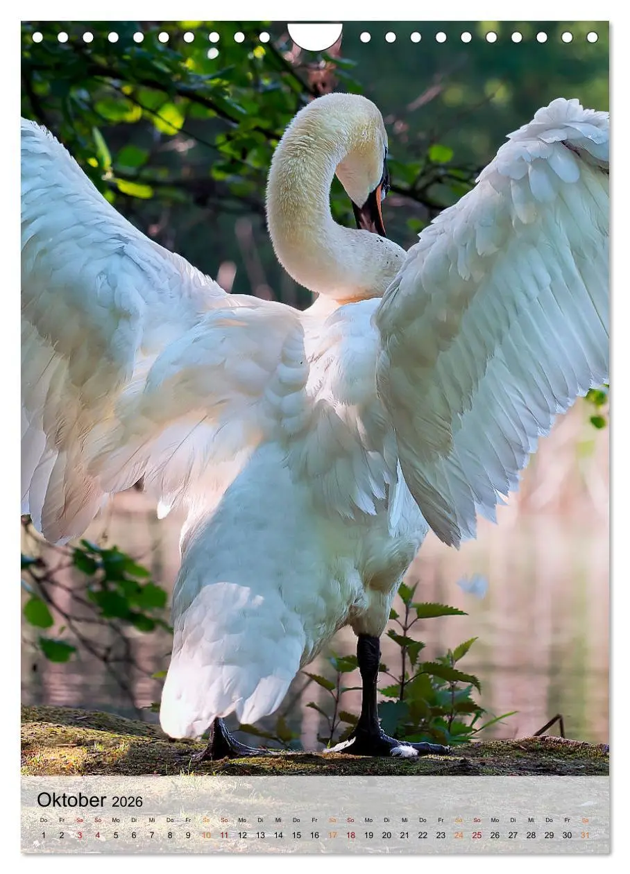 Bild: 9783516369267 | Vögel - gefiederte Freunde in unserer Natur (Wandkalender 2026 DIN...