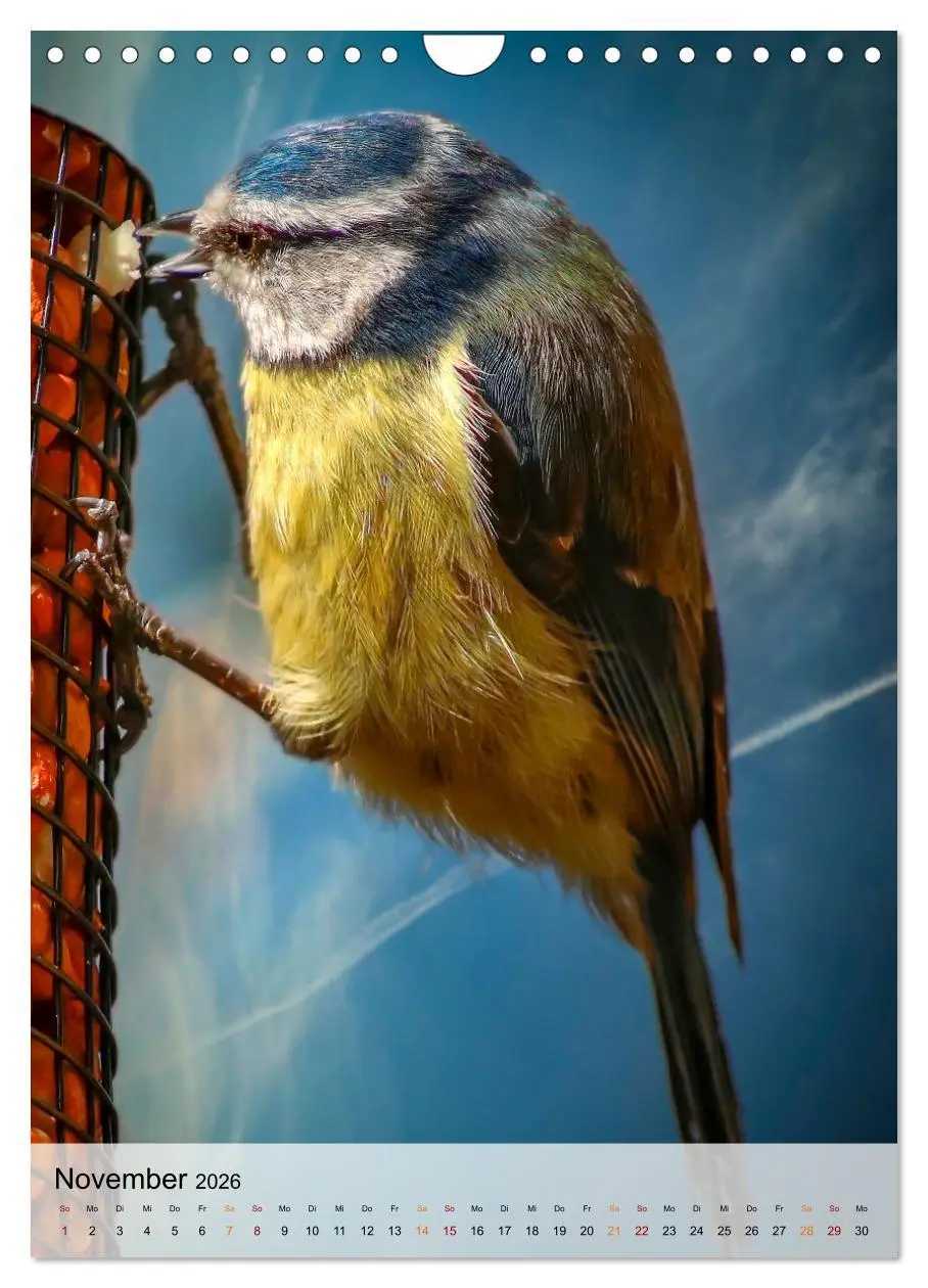 Bild: 9783516369267 | Vögel - gefiederte Freunde in unserer Natur (Wandkalender 2026 DIN...