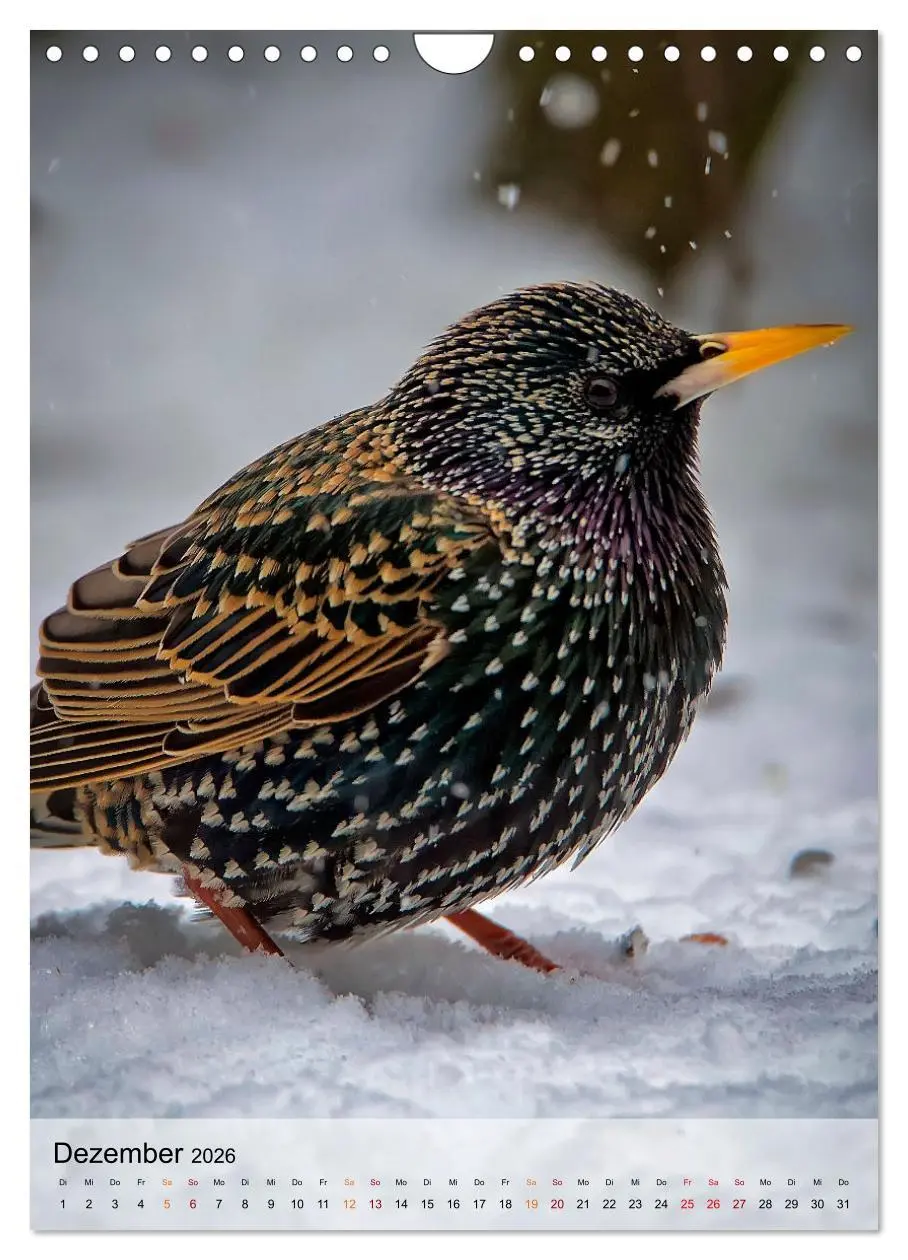 Bild: 9783516369267 | Vögel - gefiederte Freunde in unserer Natur (Wandkalender 2026 DIN...