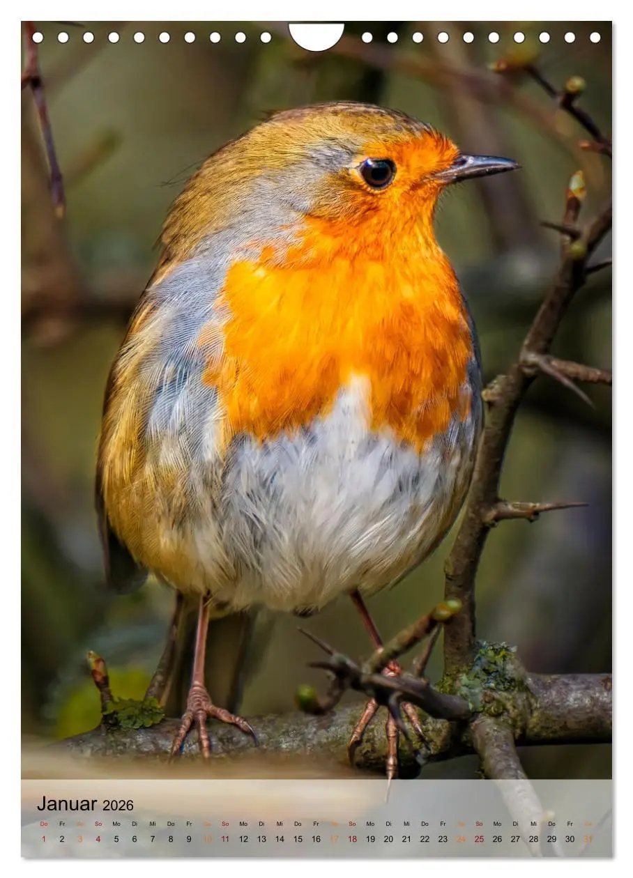Bild: 9783516369267 | Vögel - gefiederte Freunde in unserer Natur (Wandkalender 2026 DIN...