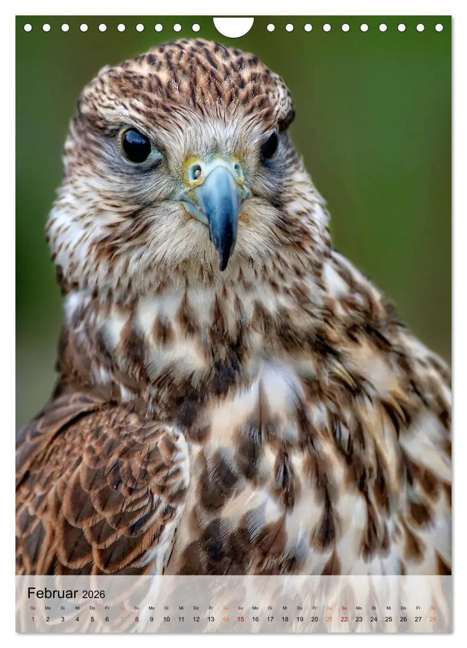 Bild: 9783516369267 | Vögel - gefiederte Freunde in unserer Natur (Wandkalender 2026 DIN...