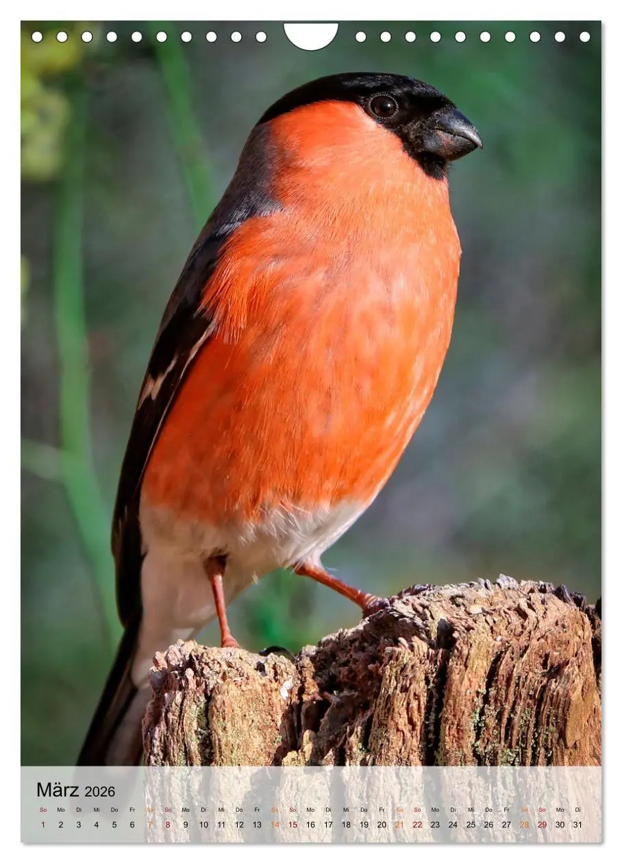 Bild: 9783516369267 | Vögel - gefiederte Freunde in unserer Natur (Wandkalender 2026 DIN...