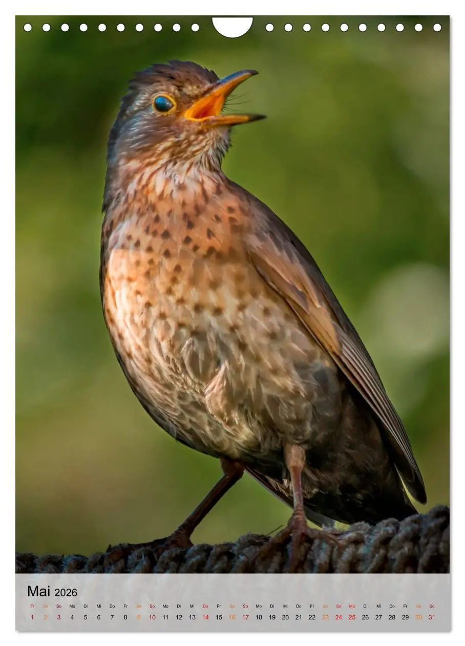 Bild: 9783516369267 | Vögel - gefiederte Freunde in unserer Natur (Wandkalender 2026 DIN...