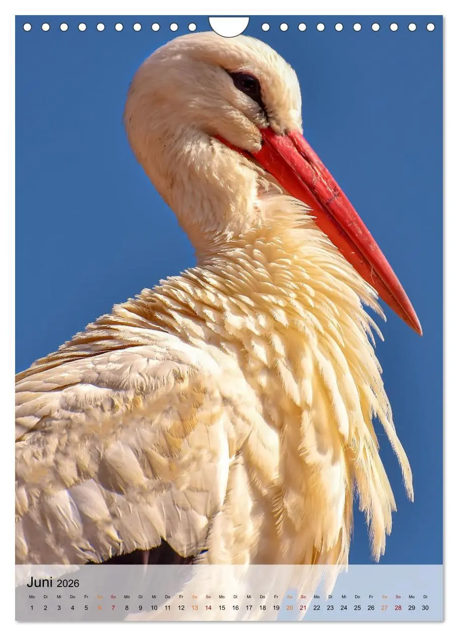 Bild: 9783516369267 | Vögel - gefiederte Freunde in unserer Natur (Wandkalender 2026 DIN...