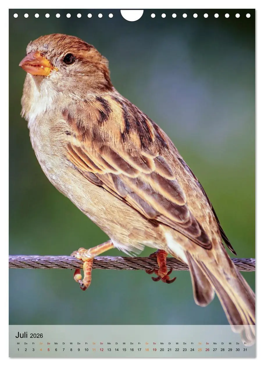 Bild: 9783516369267 | Vögel - gefiederte Freunde in unserer Natur (Wandkalender 2026 DIN...