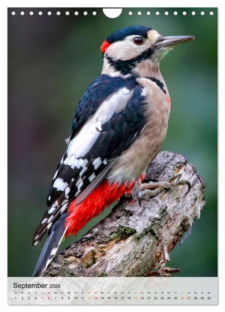 Bild: 9783516369267 | Vögel - gefiederte Freunde in unserer Natur (Wandkalender 2026 DIN...