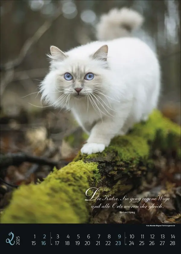 Bild: 9783731879367 | Katzenpoesie 2025 | Korsch Verlag | Kalender | Spiralbindung | 13 S.