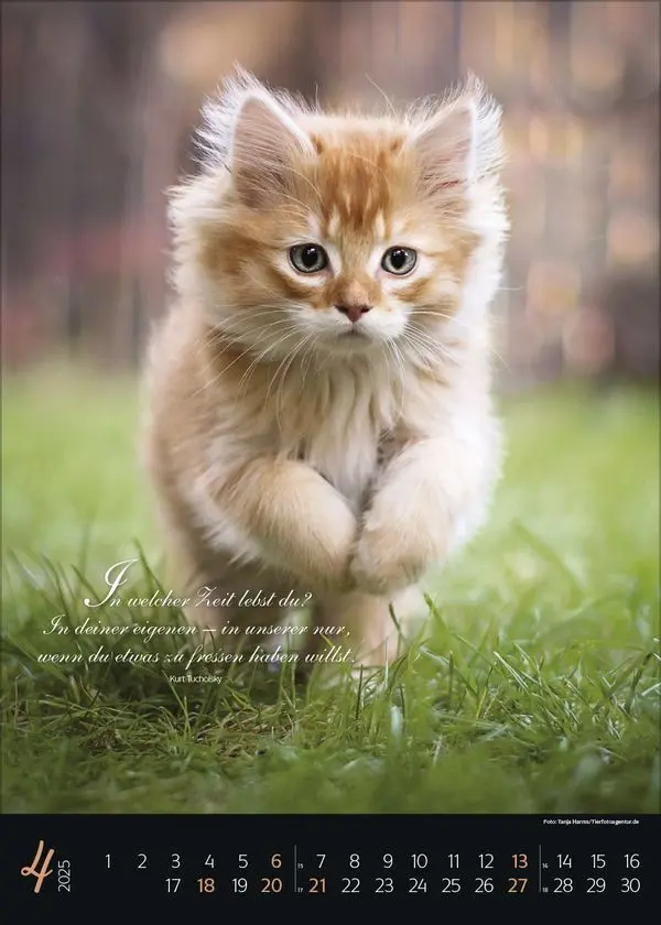 Bild: 9783731879367 | Katzenpoesie 2025 | Korsch Verlag | Kalender | Spiralbindung | 13 S.