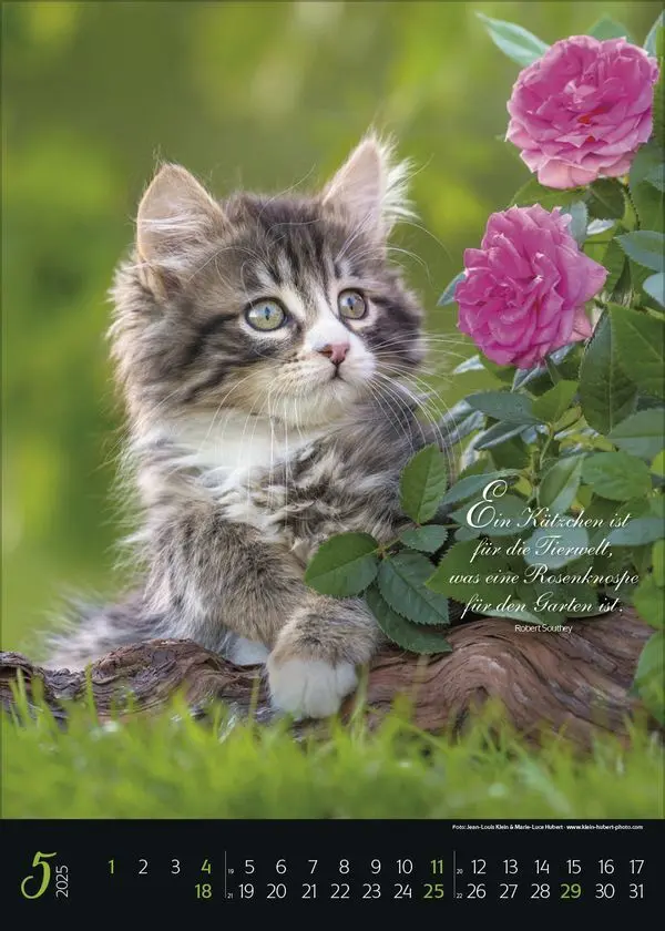 Bild: 9783731879367 | Katzenpoesie 2025 | Korsch Verlag | Kalender | Spiralbindung | 13 S.
